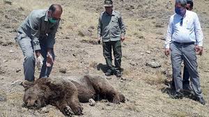 مرد بی رحم با تراکتور خرس را له کرد/ عکس دلخراش